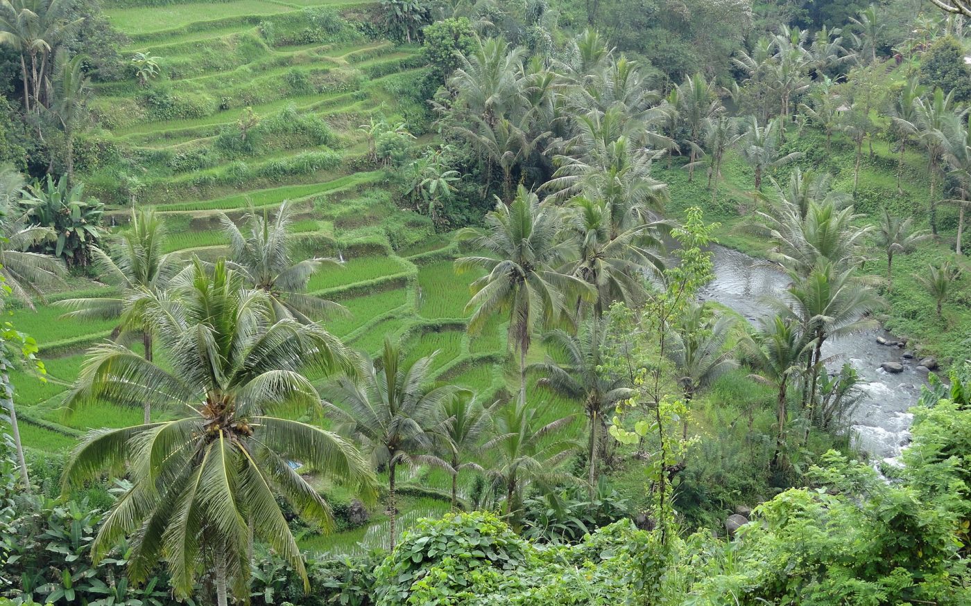 Rice terraces and coconut palms lining the Ayung River valley seen from Sayan, Ubud