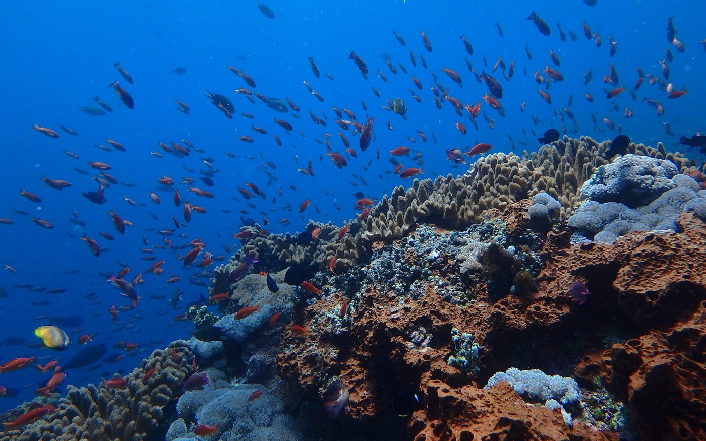 Shoals of tropical fish over a colourful coral reef in the waters off Nusa Lembongan