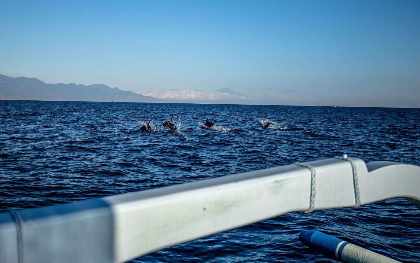 Pod of dolphins swimming beside a boat on the calm sea off Lovina