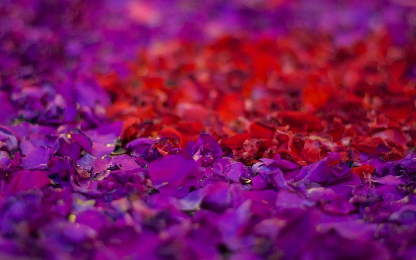 Water bowl filled with red and purple flower petals at a spa in Ubud, Bali