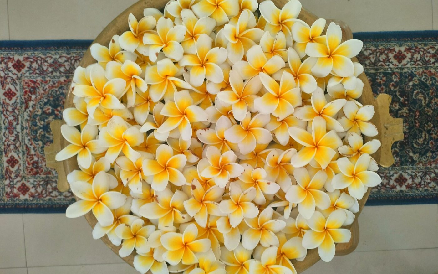 Tray full of white and yellow frangipani (plumeria) flowers used for Balinese spa rituals