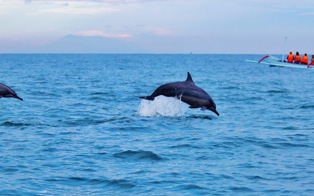 Lovina Dolphin Tour