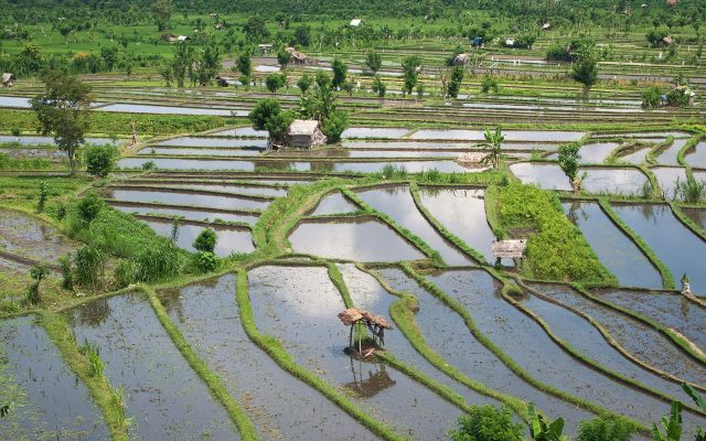 Water-filled rice terraces on volcanic slopes near Tirta Gangga in East Bali
