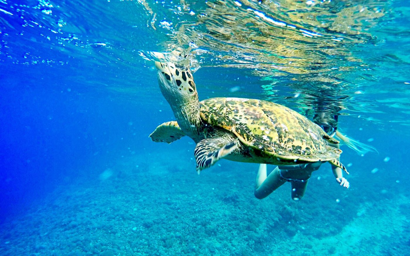 Green sea turtle swimming in clear blue water during a snorkelling trip in Bali
