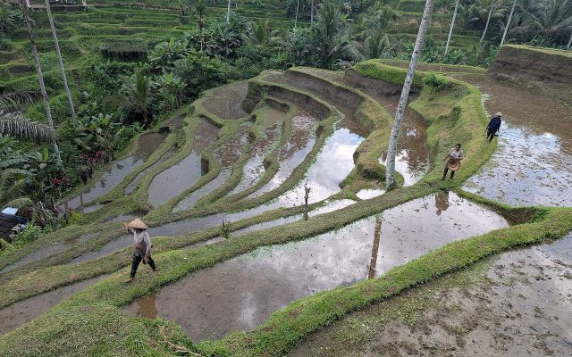 Water-filled rice terraces stepping down the valley at Tegalalang near Ubud