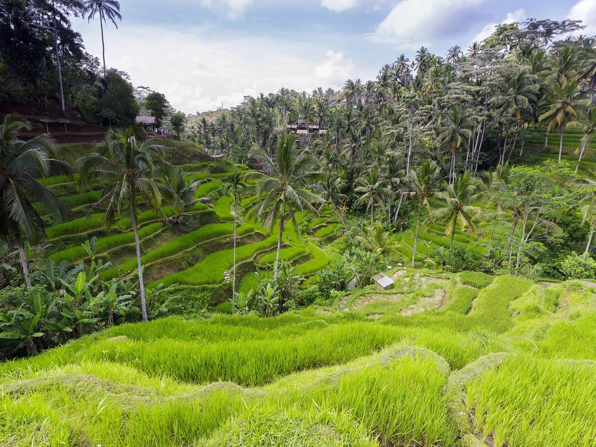 Green Tegalalang rice terraces surrounded by coconut palms near Ubud, Bali