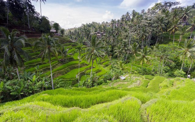 Ubud Highlights